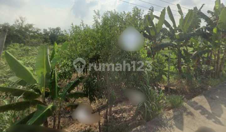 Jual Tanah Mojokerto di Jetis di Tanah Raya Lakardowo Jual Tanah Mojokerto di Jetis di Tanah Raya Lakardowo