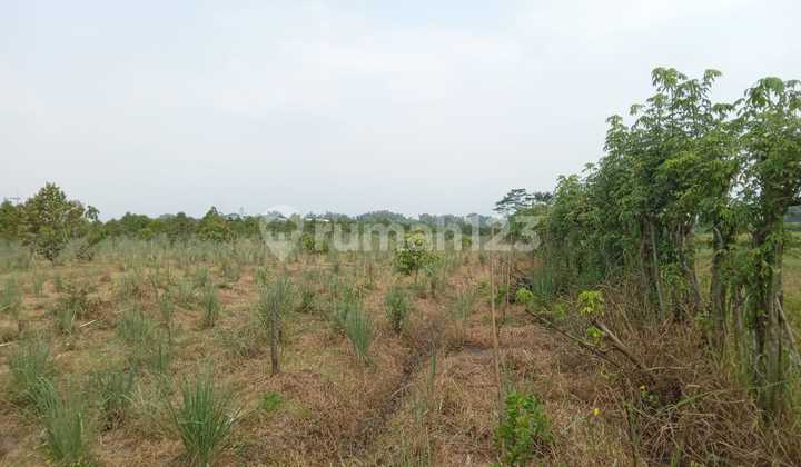 0304.22 Land for Sale Auction in Mojokerto, Dlanggu, at Gus Nur's Pond. 0304.22 Land for Sale Auction in Mojokerto, Dlanggu, at Gus Nur's Pond.