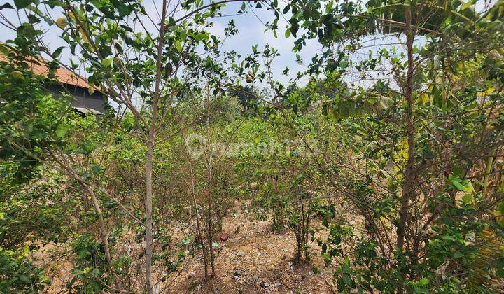 tanah lelang gresik di wringinanom di raya sooko 1