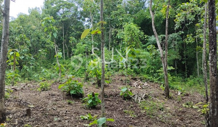 Dijual Rendah Tanah Pekarangan Di Seloharjo, Pundong Dijual Rendah Tanah Pekarangan Di Seloharjo, Pundong