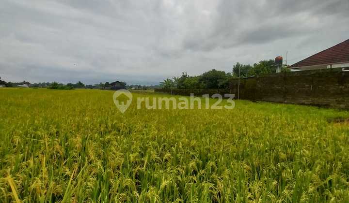 DIJUAL MURAH TANAH SAWAH SHM BOKOHARJO SLEMAN JOGJA DIJUAL MURAH TANAH SAWAH SHM BOKOHARJO SLEMAN JOGJA