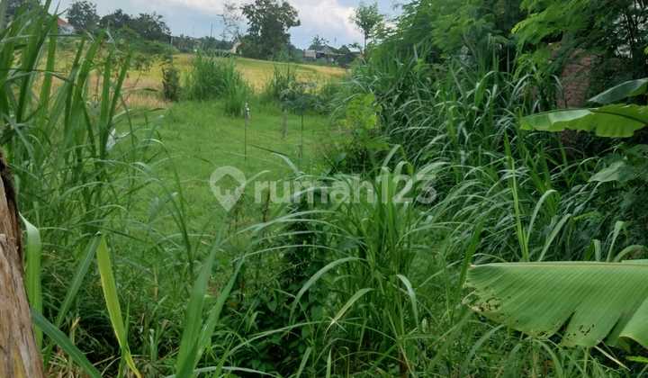DIJUAL TANAH SAWAH DI PAYAK SRIMULYO PIYUNGAN BANTUL JOGJA DIJUAL TANAH SAWAH DI PAYAK SRIMULYO PIYUNGAN BANTUL JOGJA