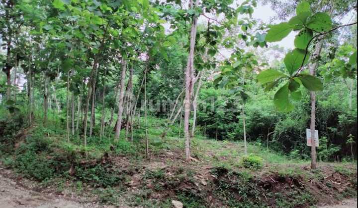 FOR SALE 3-FRONT LAND NEAR PAJANGAN POLICE STATION BANTUL FOR SALE 3-FRONT LAND NEAR PAJANGAN POLICE STATION BANTUL