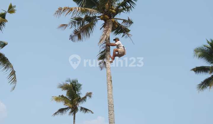 Tanah Darat Dekat Tol.sidomulyo Kalianda Lampung Selatan SHM Tanah Darat Dekat Tol.sidomulyo Kalianda Lampung Selatan SHM