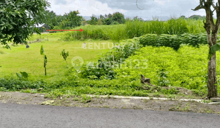 Tanah Sawah 1358M2 di Potorono untuk Investasi Jangka Panjang