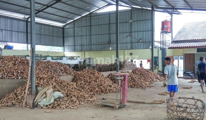 Strategic Ready-to-Use Tapioca Flour Factory in Pati Tayu Strategic Ready-to-Use Tapioca Flour Factory in Pati Tayu