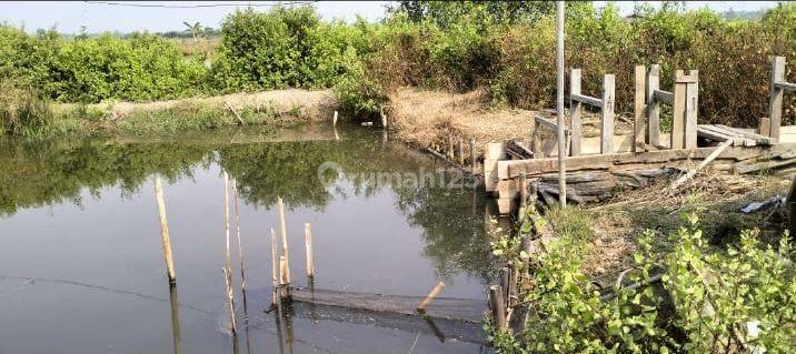 Tanah di Muara Gembong, Bekasi 16 Ha 2