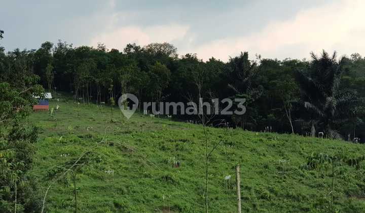 Hilly Landscape Land in Lebak Banten Hilly Landscape Land in Lebak Banten