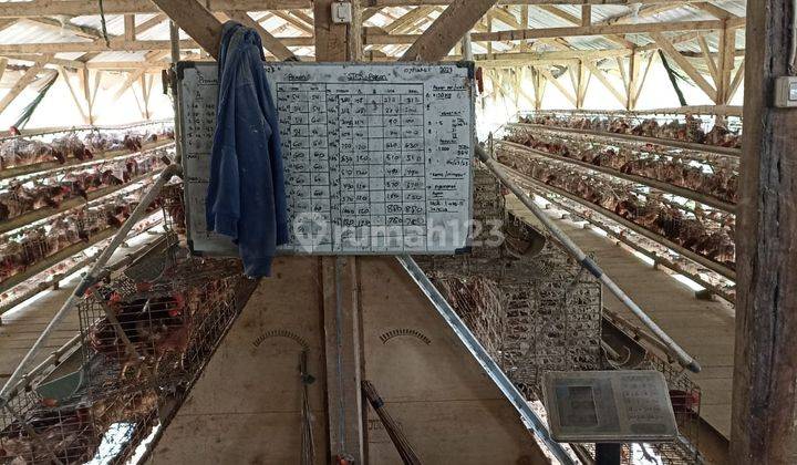 Rumah Luas 2 Lantai Dan Kandang Ayam di Pasir Jambu Ciwidey Bandung 2