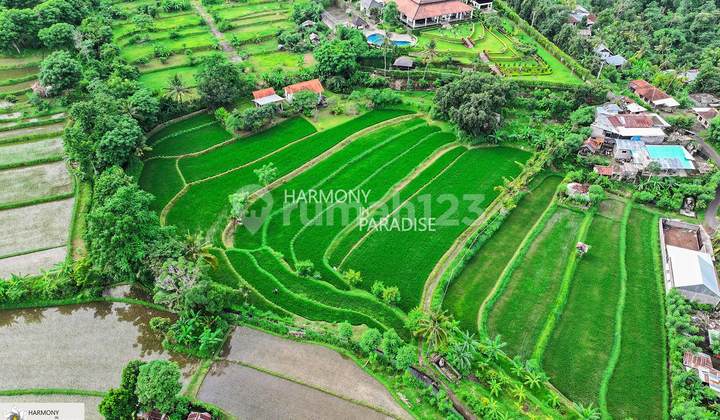 Land and rice fields 8140m2 with semi villa SHM in Selat, Buleleng