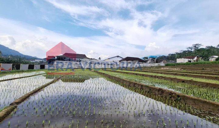 Dijual Tanah Sawah Luas Harga Bersahabat Lokasi Daerah Waturejo Ngantang Dekat Pabrik Sampoerna , SMP PGRI 2, Pasar Ngantang, Jalur Utama Batu-Jombang , Cocok untuk investasi jangka panjang , Kota Malang Jawa Timur 1