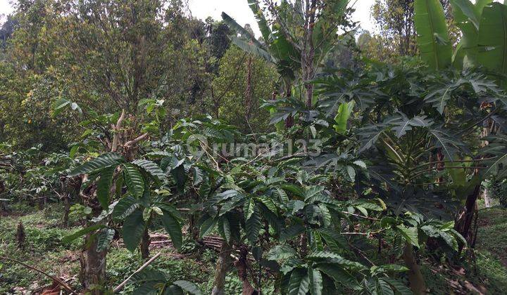 Cheap 1 hectare land in Buleleng LS 2