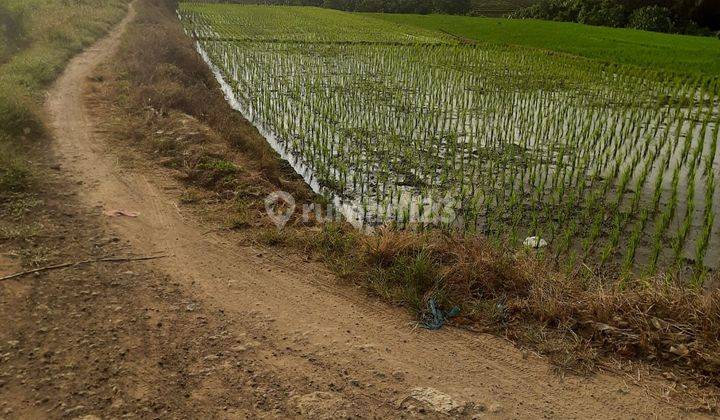 Tanah Super Murah Kelating Tabanan CN 1