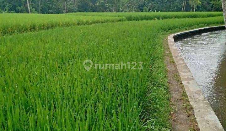 Tanah Luas 1749 m² Di Tegallalang Ubud DB 2