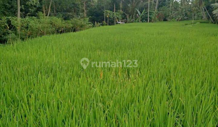 Tanah Luas 1749 m² Di Tegallalang Ubud DB 1