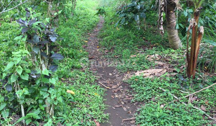 Cheap 1 hectare land in Buleleng LS 1