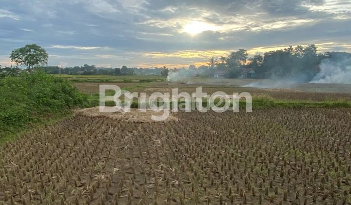 Tanah Sawah di Legok Karawaci Tanah Sawah di Legok Karawaci
