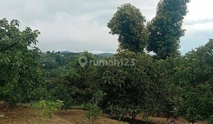 Lahan kebon desa Banyuresmi Cigudeg Bogor  2