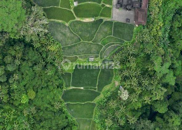 Land For Sale Leasehold 166.49 in Ubud - Gianyar HS 2