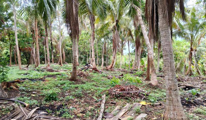 Tanah di Karimunjawa Jepara bagus untuk resort  2