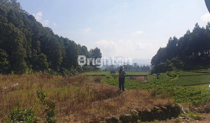 Tanah Terbaik di Ranca Bali Ciwidey, pemandangan sangat indah menghadap Kota Bandung, persis disamping Nimo Jungle 2