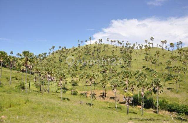 Tanah Seluas 1.949 M2 SHM di Labuan Bajo 2