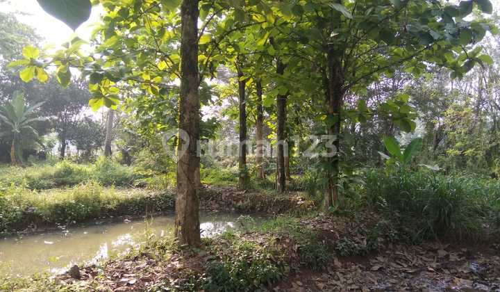 Dijual Tanah Bonus Kolam Ikan Dikawasan Pabuaran Kemang Kabupaten Bogor