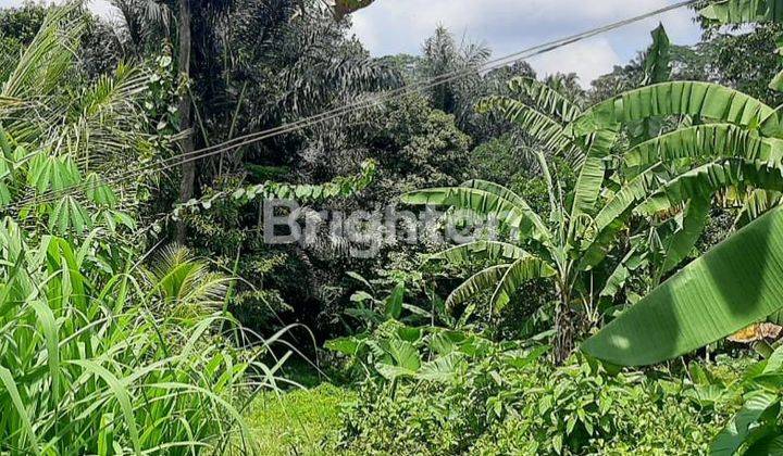 Tanah 3,5 Hektar Di Sayan Ubud Bali Los Sungai Ayung 2