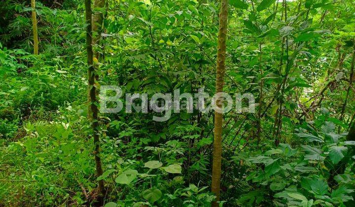 BUTUH  CEPAT LAKU TANAH PANDANSARI BATANG 1