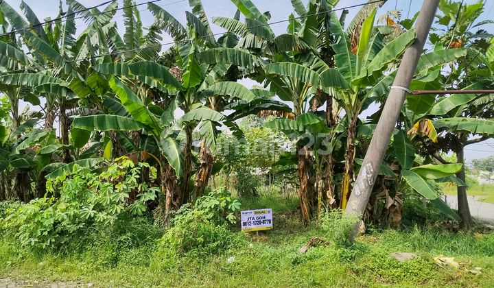 Land for Sale Can Be Divided Into 10 Plots Facing 3 Wide Roads in Driyorejo Land for Sale Can Be Divided Into 10 Plots Facing 3 Wide Roads in Driyorejo