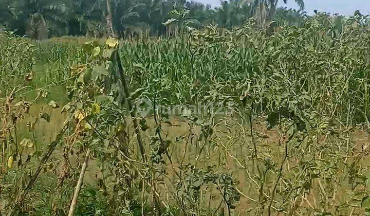 Dijual Tanah Komersial Di Kota Pekan Baru 1