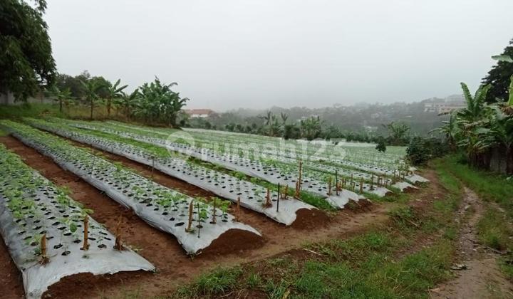 Land for Sale in Kopo Citeko Cisarua Area - Bogor, Cidokom Village - Kampung Baru, Land Area 47,290m², Price 1 Million/m² Negotiable, SHM Certificate, Consists of 2 Certificates.