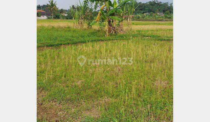 Sawah Luas 2000 m² Murah untuk Bisnis Pinggir Jalan Leuwisadeng 2