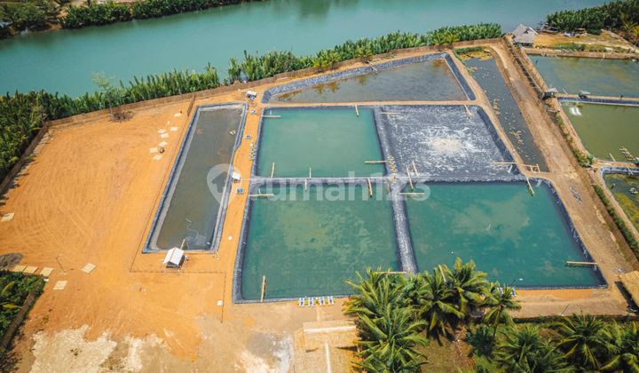 Land and Pond for Sale in Batu Karas Pangandaran Land and Pond for Sale in Batu Karas Pangandaran