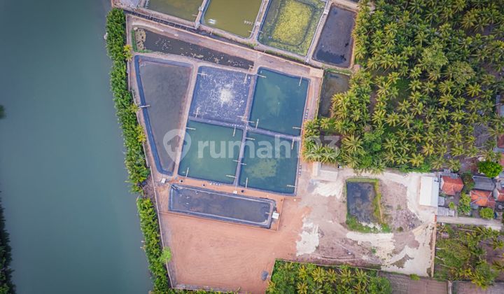 Land and Pond for Sale in Batu Karas Pangandaran Land and Pond for Sale in Batu Karas Pangandaran