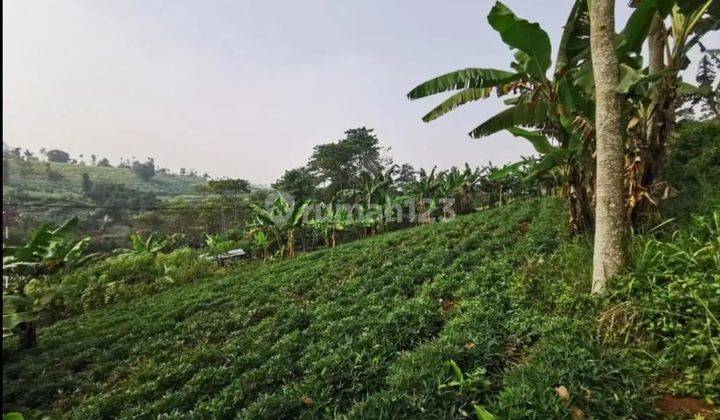 Tanah Luas Dan Murah di Bojong Kihiang Cimenyan Bandung 2