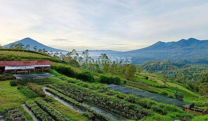 Tanah Dengan Kebun Dan Peternakan di Kamojang Garut 1