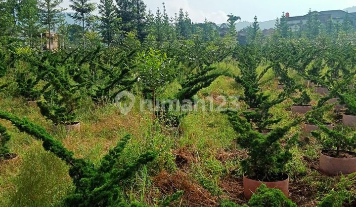 Land For Sale Near Main Road Lembang in Jayagiri Lembang Land For Sale Near Main Road Lembang in Jayagiri Lembang