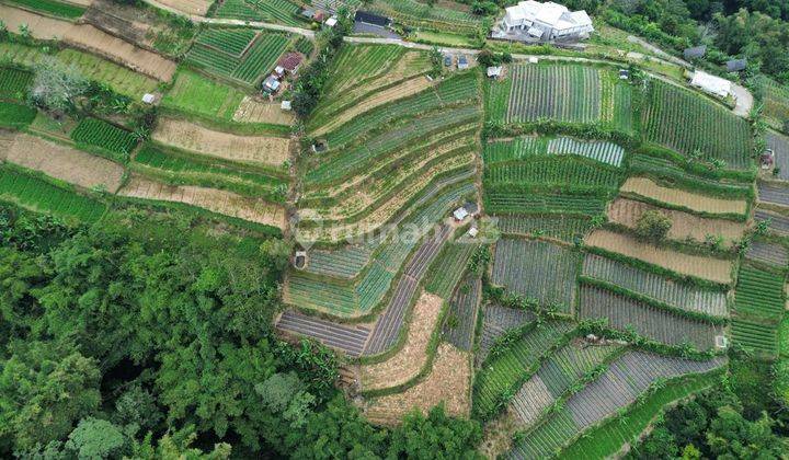 Tanah Luas Dan Murah di Bedugul Tabanan Bali 2