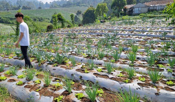 Tanah Luas Dekat Dusun Bambu di Cisarua Lembang 2