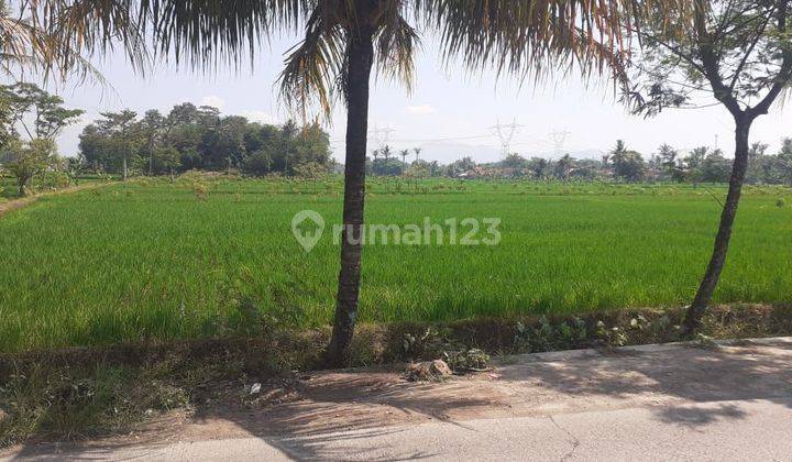 Dijual Tanah Kavling Cocok Perumahan Atau Persawahan Produktif Lokasi Di Cianjur  1