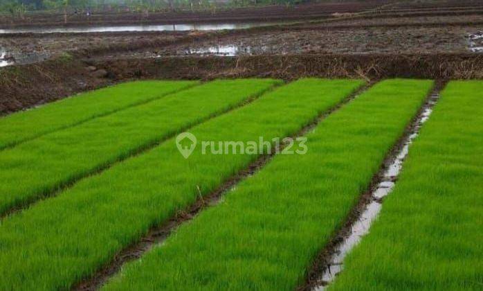 Dijual Tanah Kavling Cocok Perumahan Atau Persawahan Produktif Lokasi Di Cianjur  2