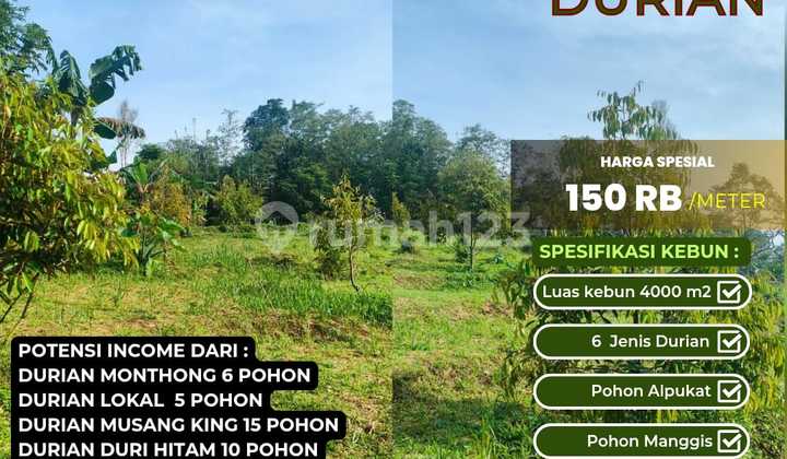 Cocok Investasi!! Kebun Durian Lahan Subur Dan Produktif Akses Ok Cocok Investasi!! Kebun Durian Lahan Subur Dan Produktif Akses Ok