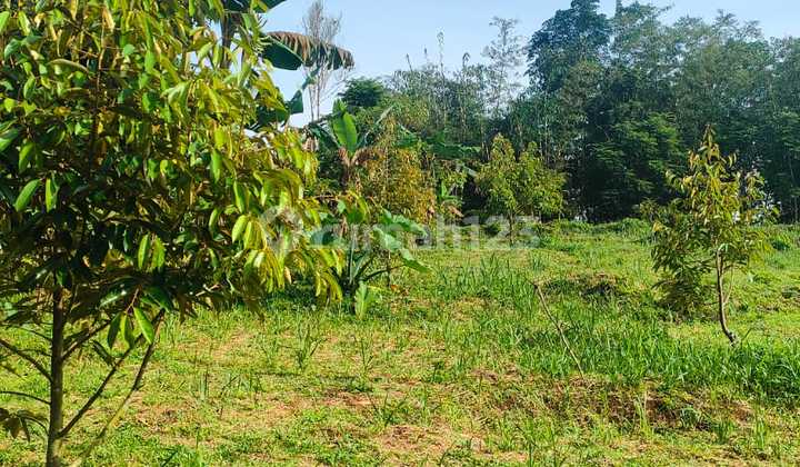 Cocok Investasi!! Kebun Durian Lahan Subur Dan Produktif Akses Ok