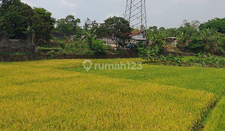 Sawah Produktif Siap Panen di Jatinangor  2