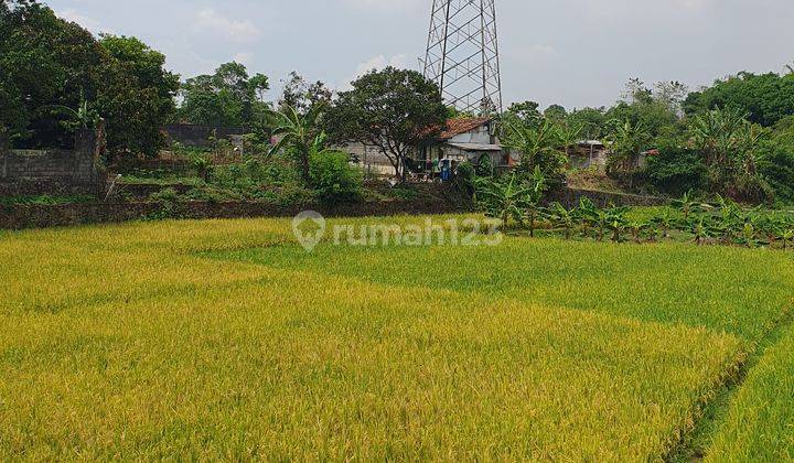 Sawah Produktif Siap Panen di Jatinangor  1