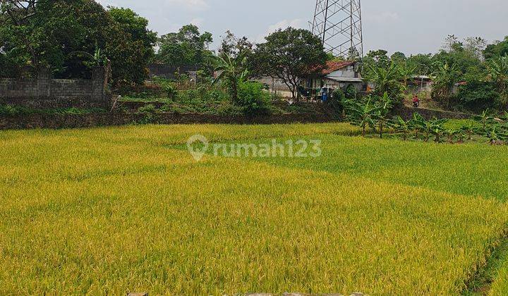 Sawah Aktif Dan Produktif di Jatinangor Pemandangan Desa 1