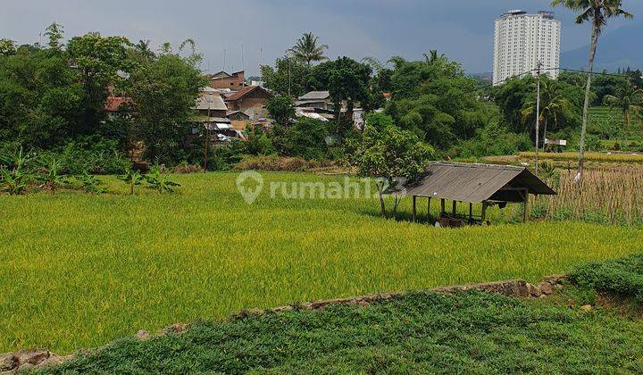 Sawah Siap Panen di Jatinangor Pemandangan Gunung 2