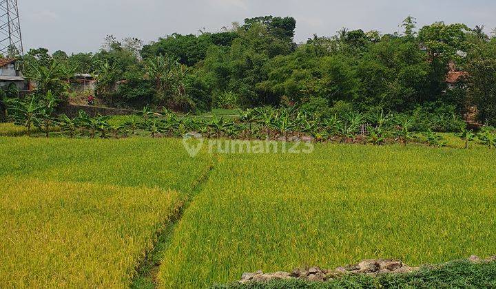 Sawah Aktif Dan Produktif di Jatinangor Pemandangan Desa 2