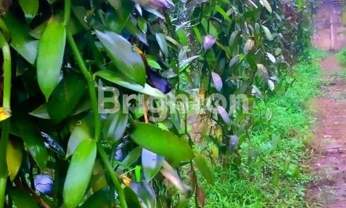 KAVLING KEBUN VANILI AKTIF DI GUNUNG SINDUR DEKAT BSD 1